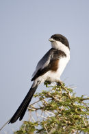 Long-tailed Shrike